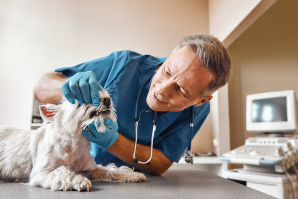 Best Emergency Dentist for Special Needs Patients in Wheatland, WY